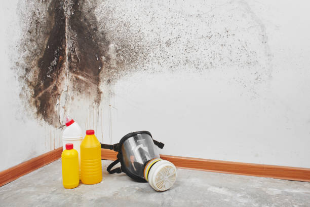 Best Attic Mold Removal  in Bethel, WA