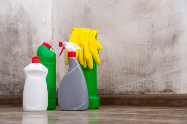 Why You Should Choose Our Mold Remediation Services in Bethel, WA